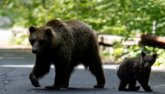 A brown bear and her cub play on the road in the outskirts of Sinaia, 140 km north of Bucharest, June 15, 2009 — Reuters