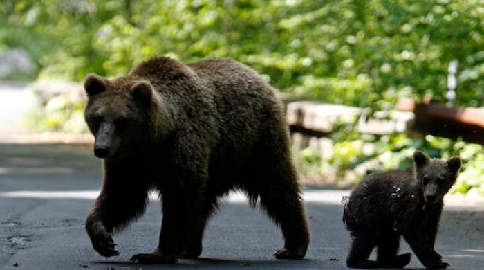 Slovakia allows culled bears to end up on plates