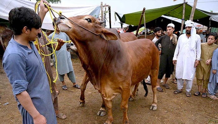 Vendor displaying sacrificial animals to attract the customers at Peshawars Ring Road Cattle Market on June 6, 2024. — APP