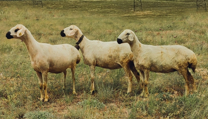 Representational image showing sheep. — AFP