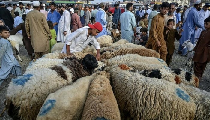 A vendor feeds a flock of sheep at a livestock market ahead of Eid al Adha in Karachi on June 14, 2024. — AFP