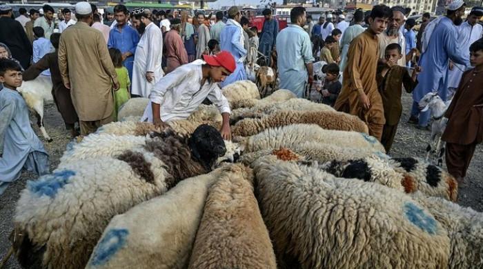 Armed men snatch rickshaw, sacrificial animals in Karachi