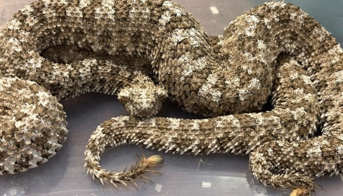 A spider-tailed horned viper caught by Mumbai Customs police on June 1, 2025.  — X/@mumbaicus3