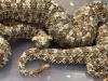 Snakes on a plane: Indian smuggler caught with venomous vipers