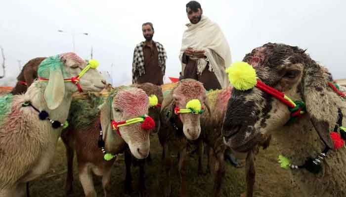 A representational image shows cattle dealers standing behind a herd of goats at a cattle market in Pakistan. — Reuters/File