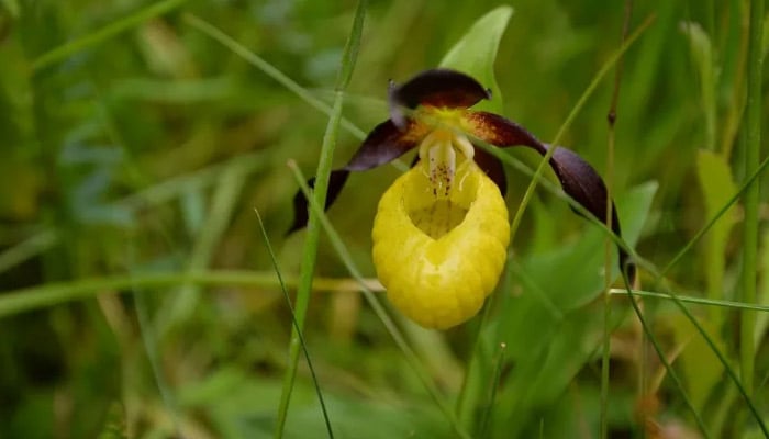 The Ladys Slipper orchid, which was once thought to be extinct in the UK. —AFP
