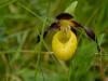 New rare wild orchid seen in UK for first time in 100 years