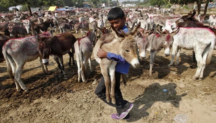 A boy carries a foal during an annual donkey fair in Ahmedabad, India. —Reuters/File