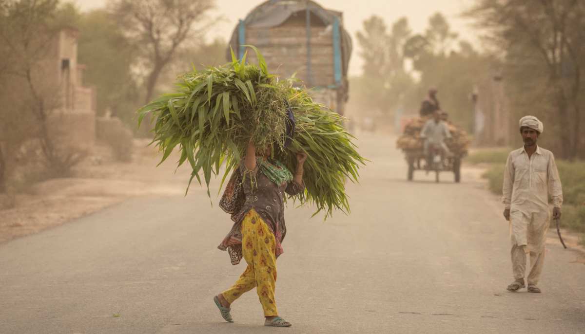 Naghma Bibi, 24, crosses a road as she carries corn fodder for livestock in Punjabs Shujabad on June 4, 2025. — Reuters