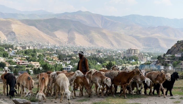 An Afghan livestock vendor stands behind his cattle as he waits for costumers ahead of the Muslim festival of Eid ul Adha, on the outskirts of Fayzabad district in Badakhshan province on June 3, 2025. — AFP