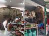 WATCH: Thai shopkeeper caught off guard as wild elephant visits store