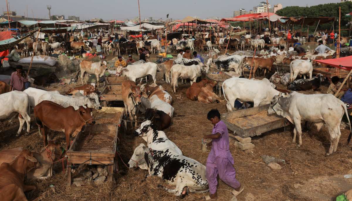 A view of sacrificial animals for sale at a cattle market, ahead of Eid al-Adha celebrations, in Karachi on May 30, 2025. — Reuters