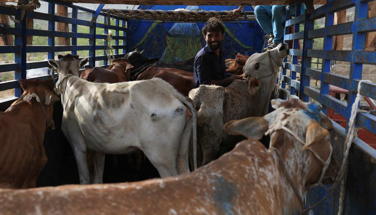 Shafiq, 27, unloads sacrificial bulls for sale from a truck, at a cattle market, ahead of Eid al-Adha celebrations, in Karachi on May 30, 2025. — Reuters