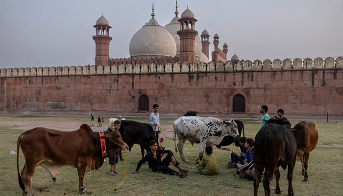 Young men gather around their sacrificial cattle after parading them around Badshahi Mosque in preparation for the Eid al-Adha holiday in Lahore on June 6, 2025. — Reuters