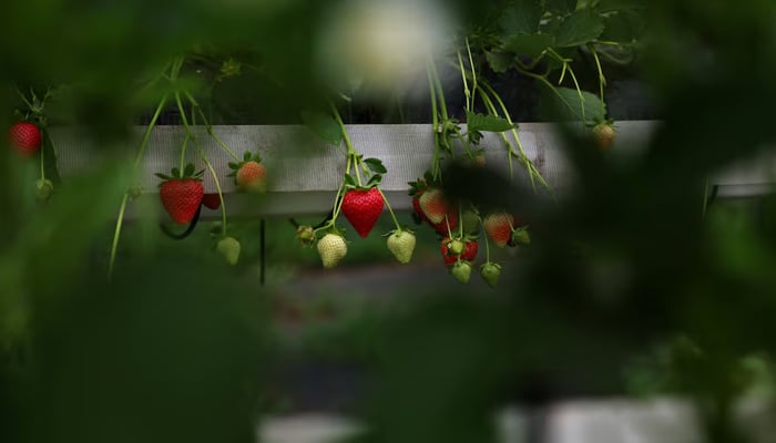 Strawberry plants are seen inside a poly tunnel at Chambers farm, June 3, 2025. — Reuters