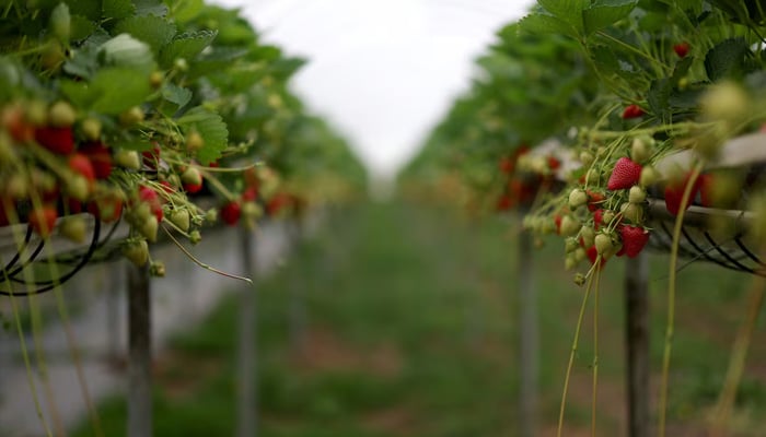 Strawberry plants are seen inside a poly tunnel at Chambers farm near Maidstone in Kent, Britain, June 3, 2025. — Reuters