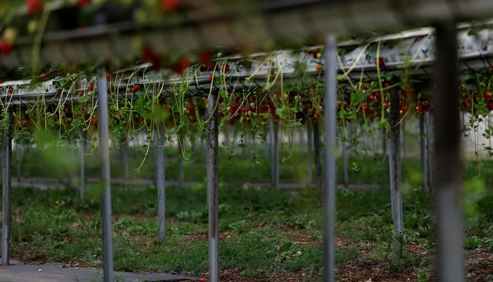 Strawberry plants are seen inside a poly tunnel at Chambers farm, June 3, 2025. — Reuters