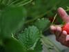UK's sunniest spring yields unusually sweet strawberries