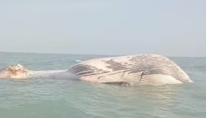 A dead blue whale floats near the coast of Kuntani, Balochistan. — X/@WWFPak