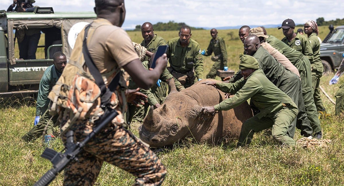 Kenya Wildlife Services veterinarians and rangers rush to aid a sedated female black Rhinoceros that has been selected for translocation to the Segera Rhino Sanctuary from the Lake Nakuru National Park on June 07, 2025. — AFP