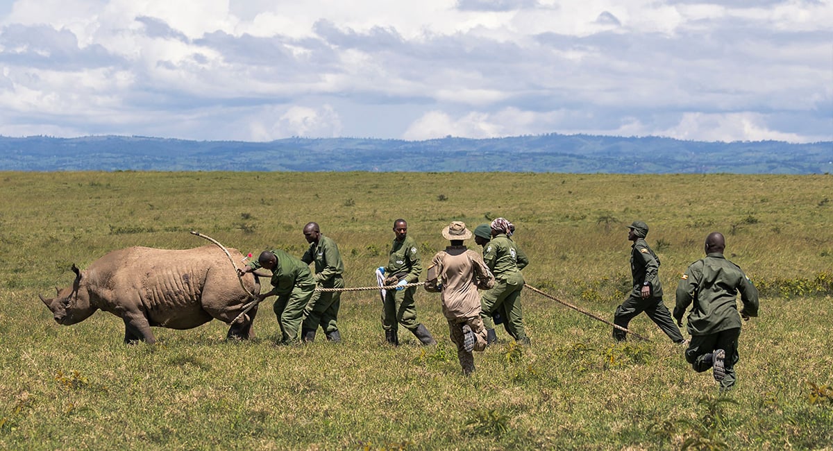 Kenya Wildlife Services veterinarians and rangers rush to restrain and aid a sedated female black Rhinoceros that has been selected for translocation to the Segera Rhino Sanctuary from the Lake Nakuru National Park on June 07, 2025. — AFP