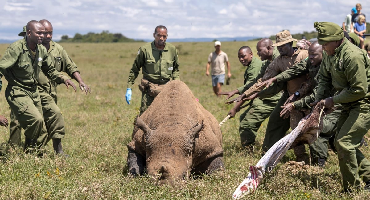 Kenya Wildlife Services veterinarians and rangers rush to restrain and aid a sedated female black Rhinoceros that has been selected for translocation to the Segera Rhino Sanctuary from the Lake Nakuru National Park on June 07, 2025. — AFP