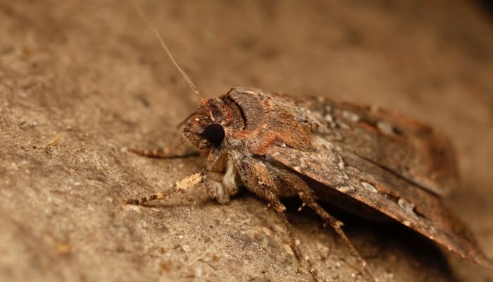 Bogong moth. — AFP/File
