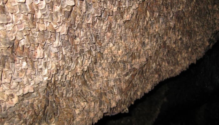 Bogong moths huddle in a cave during summer near Mount Kosciuszko in New South Wales, Australia. — AFP/File