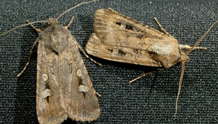 Australian bogong moths rest on a piece of material in Sydney, Australia, on October 28, 2003. — Reuters