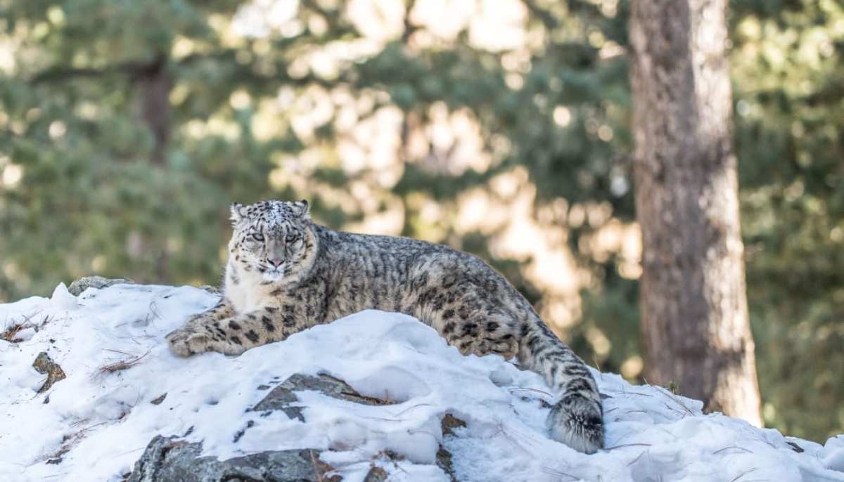 Snow leopard in Naltar Valley. — Photo by Muhammad Osama