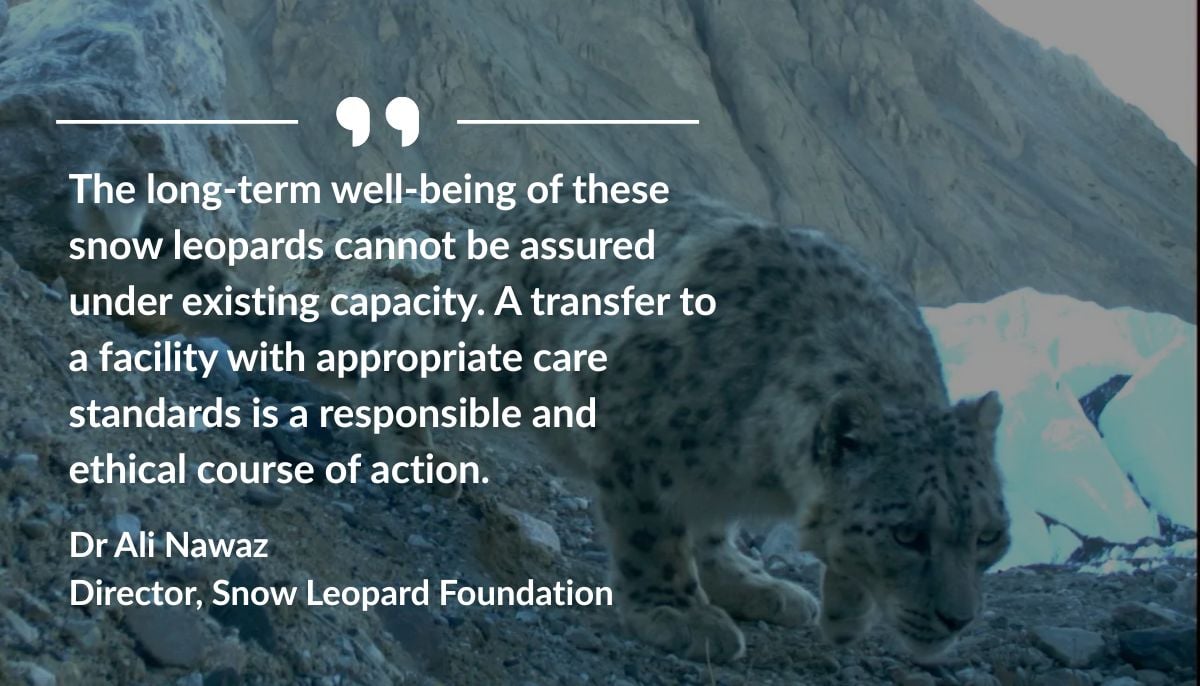 A wild snow leopard, caught on camera in Pakistan. — Photo by Snow Leopard Foundation