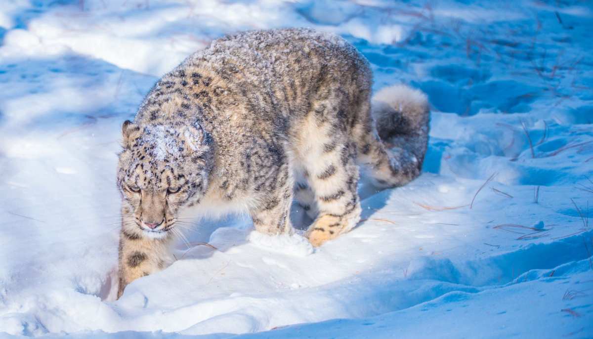 The older snow leopard named Lovely at Naltar center. — Photo by Muhammad Osama
