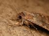 Starry travellers: Moths use celestial navigation for epic journeys, scientists discover