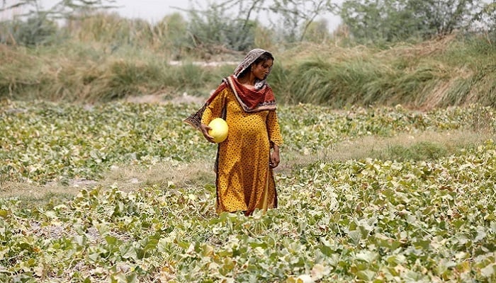A woman collects muskmelons, at a farm on the outskirts of Jacobabad, on May 17, 2022. — Reuters