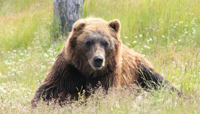 This representational image shows a bear. — Unsplash