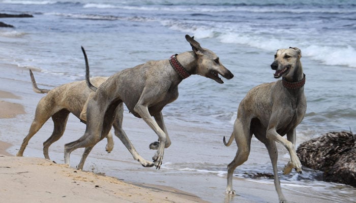 Tunisian Sloughi hunting dogs play on a beach in Cap Angela, in the Bizerte region on May 22, 2025. — AFP