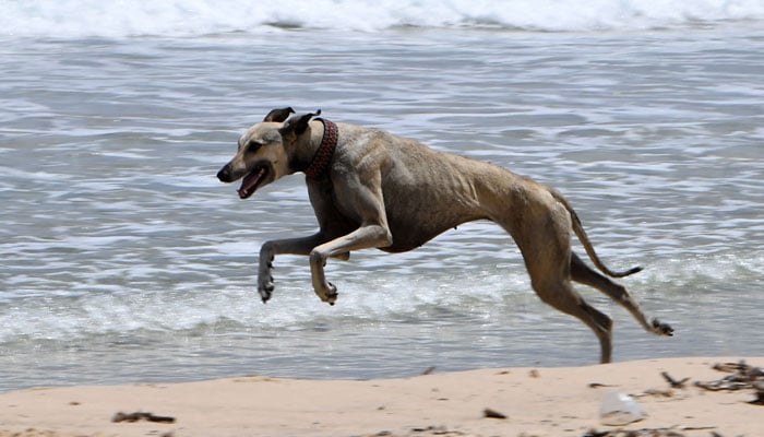 A Tunisian Sloughi hunting dog plays on a beach in Cap Angela, in the Bizerte region on May 22, 2025. — AFP