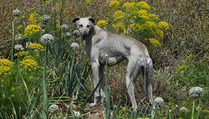 A Tunisian Sloughi hunting dog plays in a field in Cap Angela, in the Bizerte region on May 22, 2025. — AFP