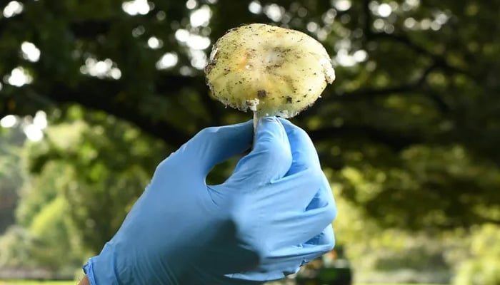 Death cap mushrooms are saturated with deadly chemicals known as amatoxins (William WEST