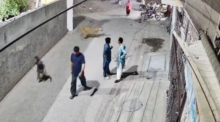 Punjab seizes 13 big cats a day after three people injured in lion attack