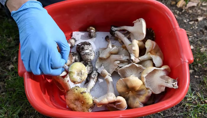Australian woman found guilty of triple murder with toxic mushrooms 12 An undated image of death cap mushrooms. — AFP