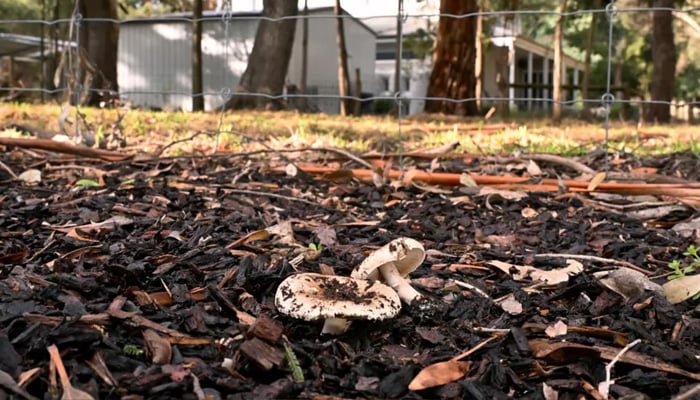 Australian woman found guilty of triple murder with toxic mushrooms 13 An undated image of death cap mushrooms. — AFP