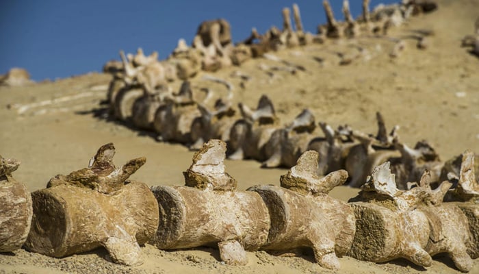A picture taken on January 14, 2015 shows fossil of a marine organism at the Wadi Al-Hitan Fossile and Climate Change Museum neara Cairo, Egypt.  —AFP