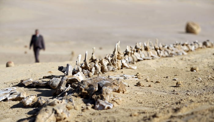 General view of the natural reserve area of Wadi Al-Hitan, taken on January 14, 2016. — Reuters