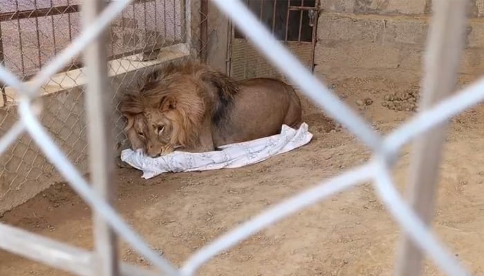 African lion confined at compound of local feudal lords residence in Punjabs Gujar Khan city. — Reporter