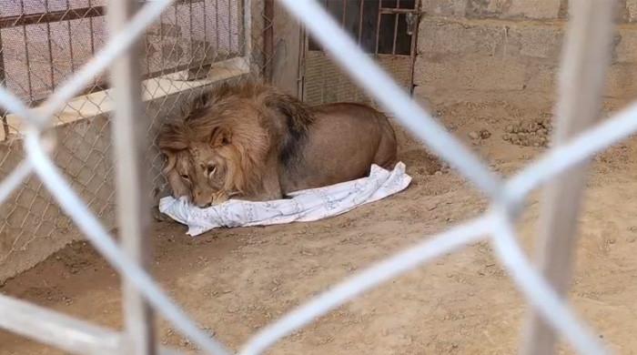 African lion kept as pet in Gujar Khan home confiscated