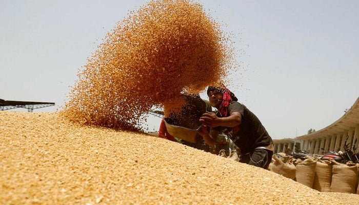 A worker dumps wheat grains at storage facility. — Reuters/File