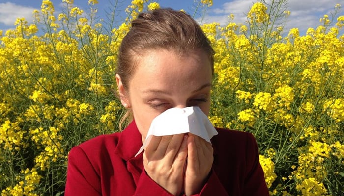 Researchers develop new 'nasal molecular shield' to relieve hay fever 1 This representational image shows a person experiencing allergy symptoms. — Pixabay