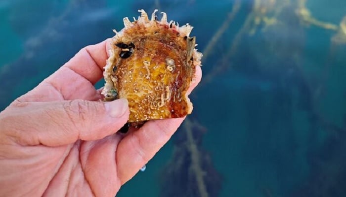 A pearl oyster called Pinctada radiata is shown next to a farming site in the Gulf of Poets at La Spezia, Italy, August 29, 2024. — Reuters