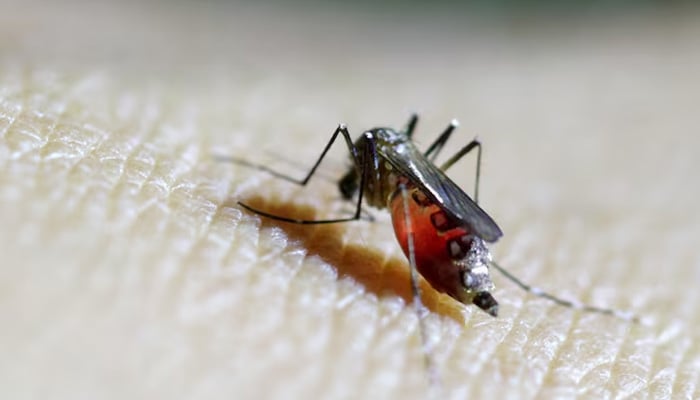 A female mosquito is seen on the forearm of a health technician in a laboratory at the entomology department of the Ministry of Public Health in Guatemala City. — Reuters/File